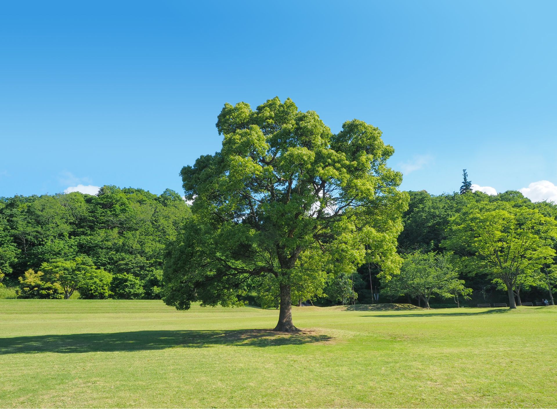 青空と一本の木